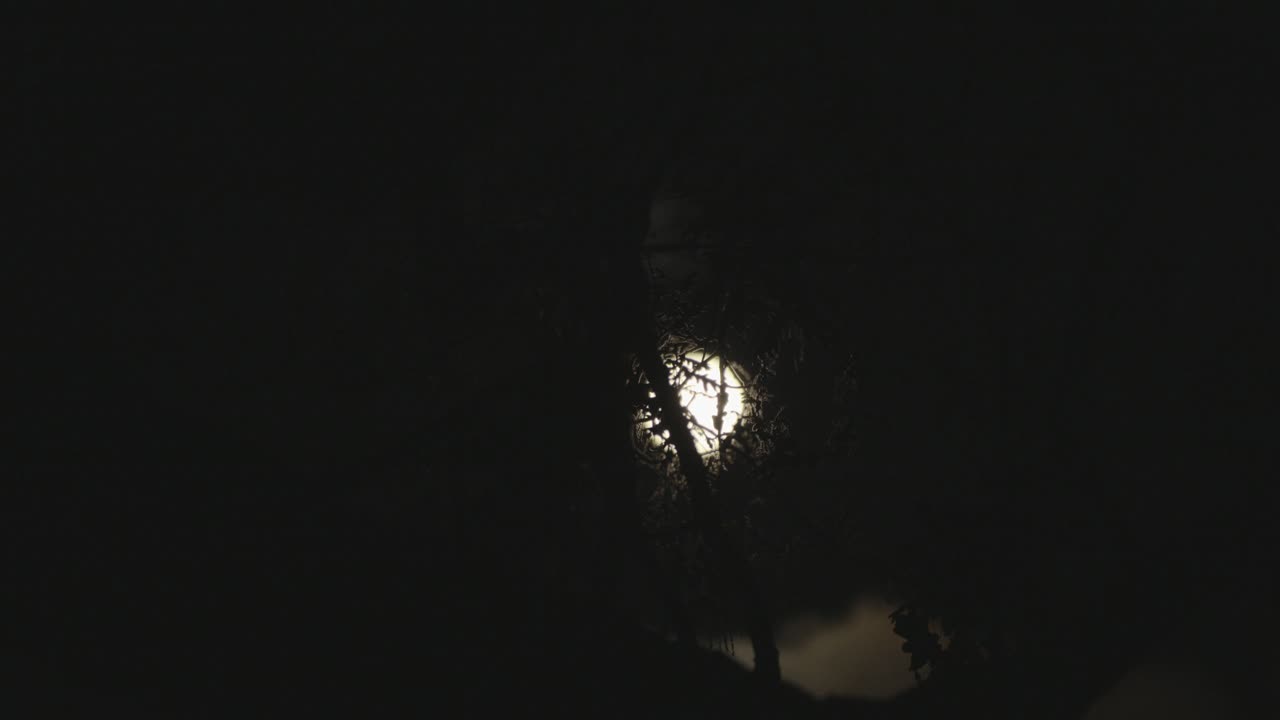 silueta de árbol de lapso de tiempo con luna llena y nubes pasando en el fondo