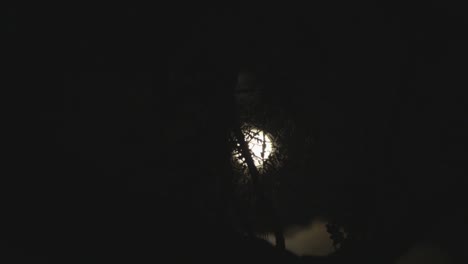 Silueta-De-árbol-De-Lapso-De-Tiempo-Con-Luna-Llena-Y-Nubes-Pasando-En-El-Fondo