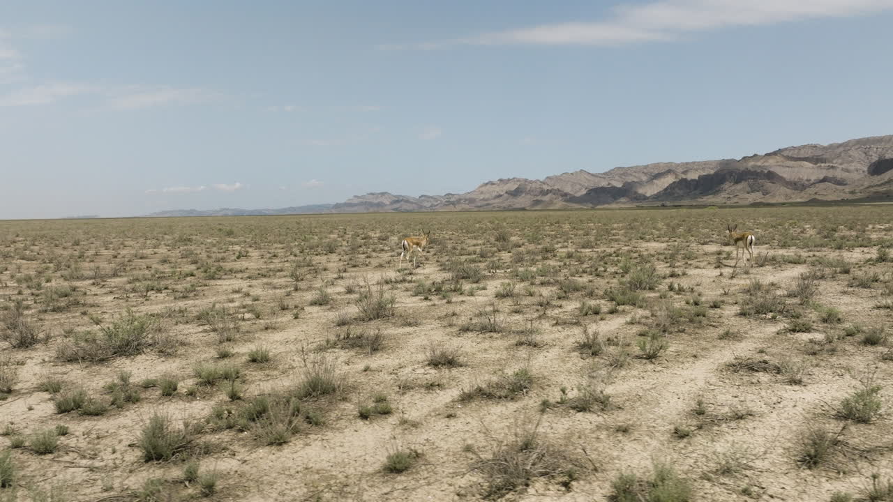 antílopes gacela con bocio caminando por la árida estepa, georgia