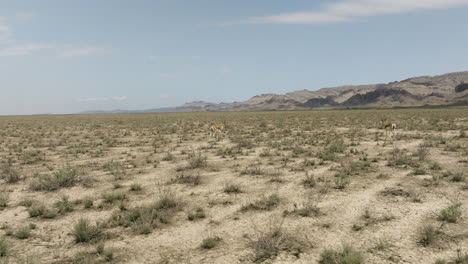 Goitered-gazelle-antelopes-walking-through-arid-steppe-plain,-Georgia