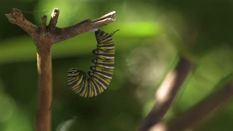 witness the magical transformation of a monarch caterpillar into a graceful butterfly