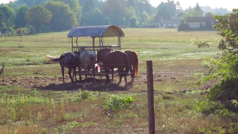 horse joining the herd in a field