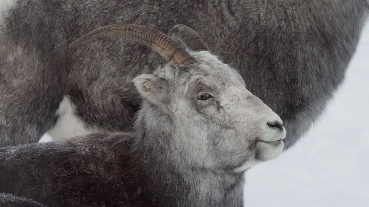 겨울에 유콘 캐나다의 눈 인 풍경에서 휴식을 취하는 틴호른 양의 근접 사진
