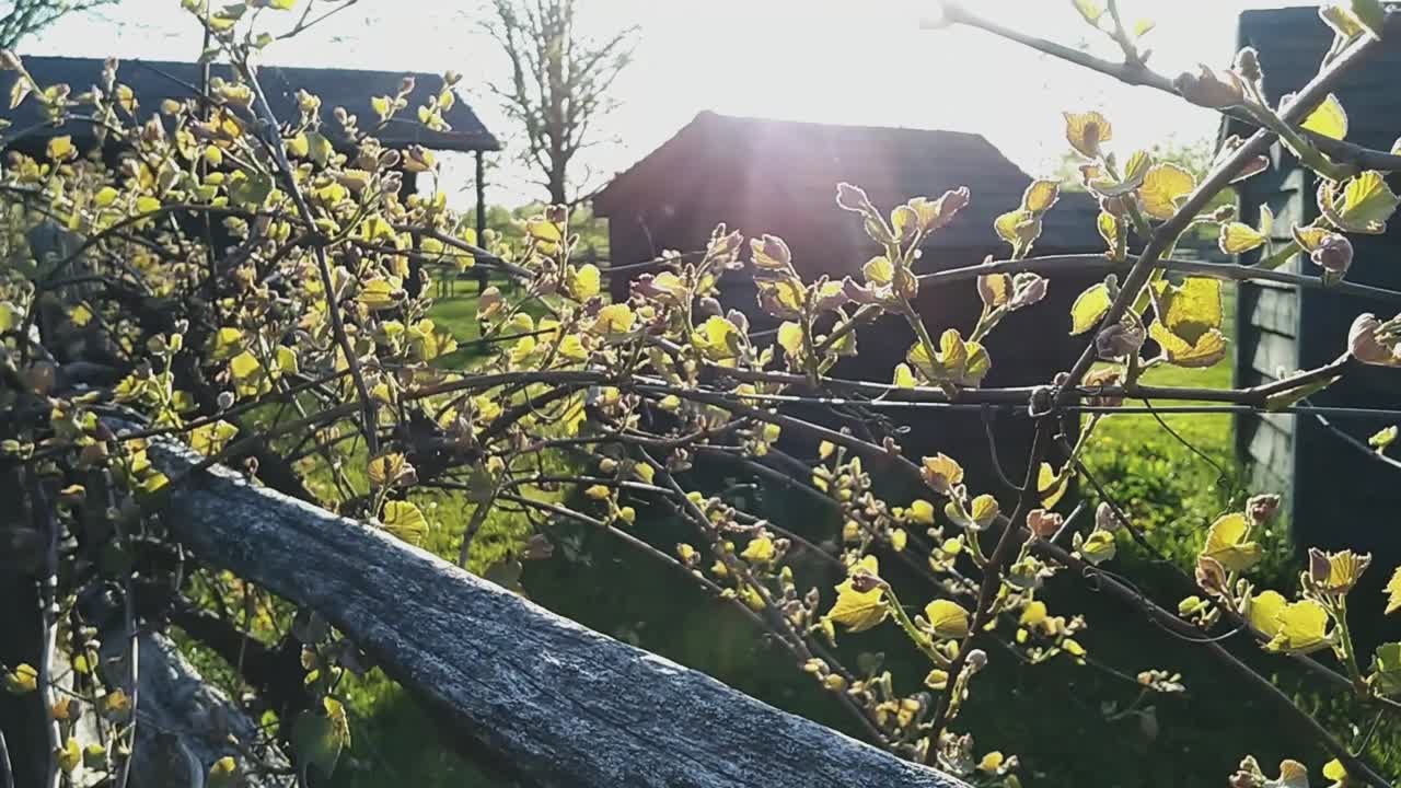 일몰 때 와이너리에서 나뭇잎을 따라 움직이는 클로즈업 샷