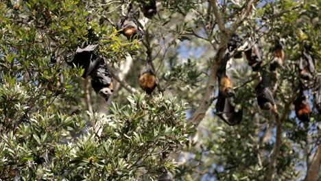 Nahaufnahme-Der-Fruchtfledermaus,-Die-Am-Baum-Hängt