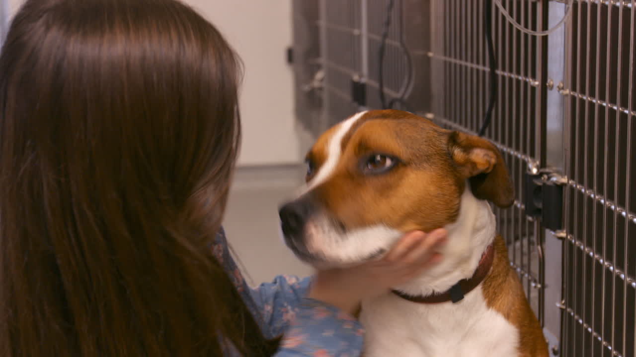 개 를 만지는 소녀