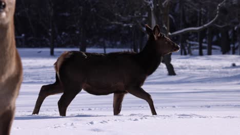 Elk-Rack-Enfoque-Al-Fondo-Hembra-Caminando-En-Nieve-En-Polvo-Slomo