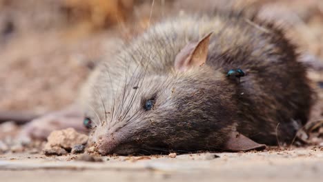 ants and blow flies crawling, feeding on dead rat, view of head, eyes open, close up, low ground level angle.