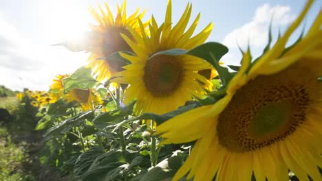 sunflower field 08