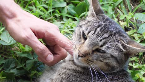 a healthy domestic cat laying outside having his head scratched