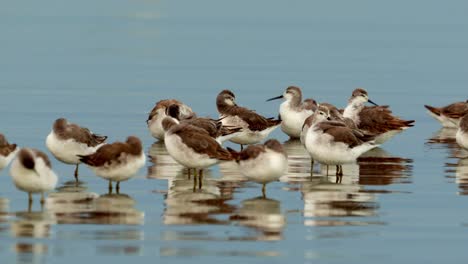 falaropos de wilson en la costa del lago mar chiquita, parque nacional ansenuza