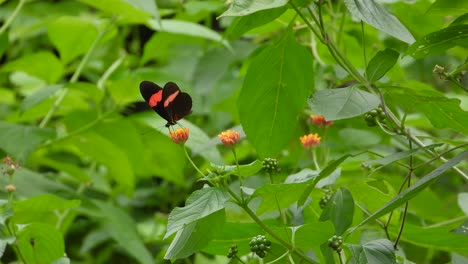 beautiful postman butterflies pollinating the flowers in a garden environment, colombia.