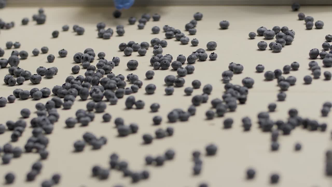 블루베리 가공 및 포장 공장