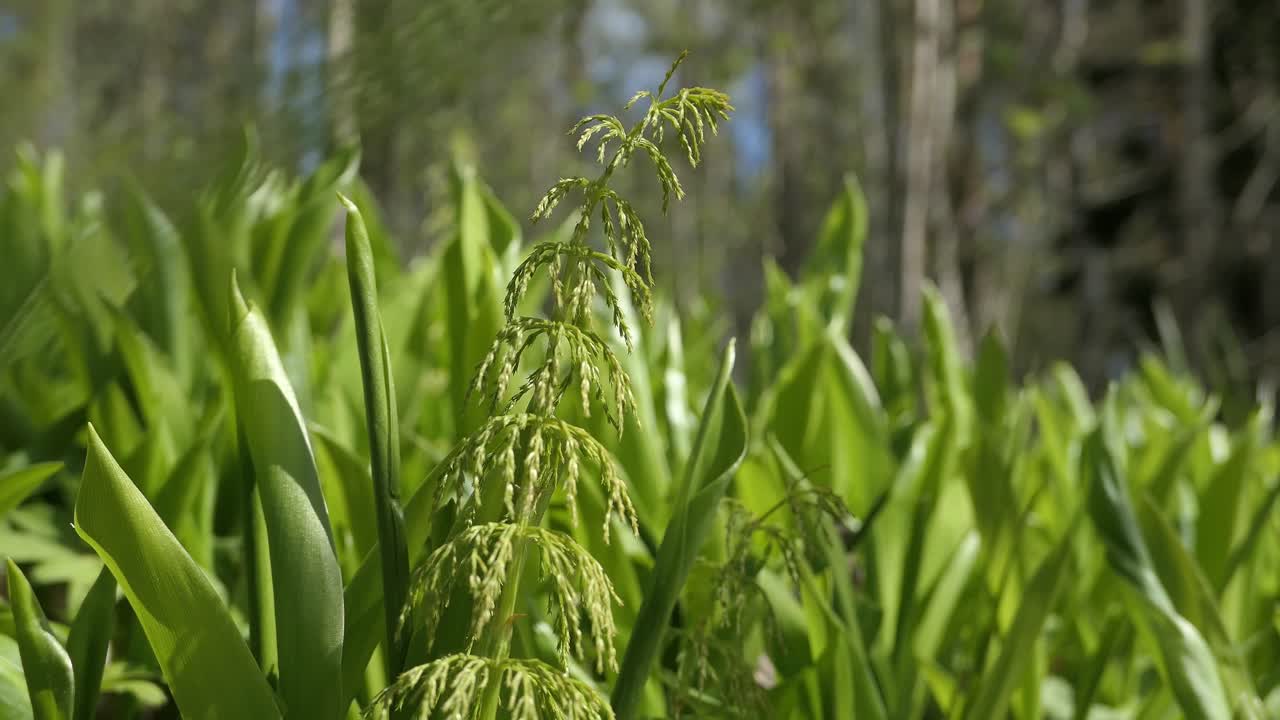 Close-up of a green plant in a lush forest