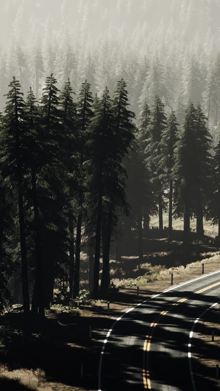 camino de niebla a través del bosque