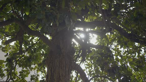 luz del sol brillando a través de hojas verdes frescas