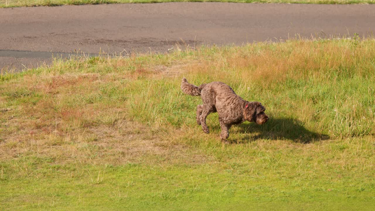 Curly-haired dog sniffs and walks through sunlit grass near golf course path, steady camera