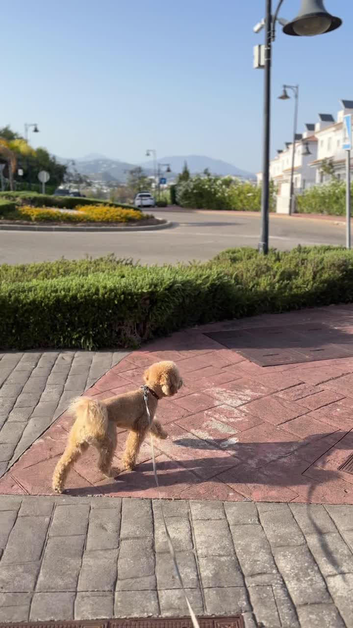 개와 순환 교차로가 있는 거리 장면