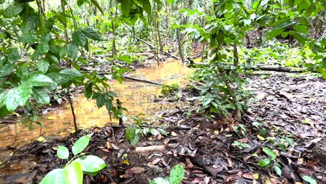 Swamps-In-The-Reserve-Forest-Of-Windsor-Nature-Park,-Singapore