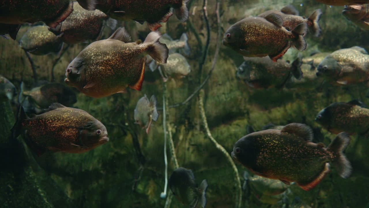 수족관 에 있는 피라냐