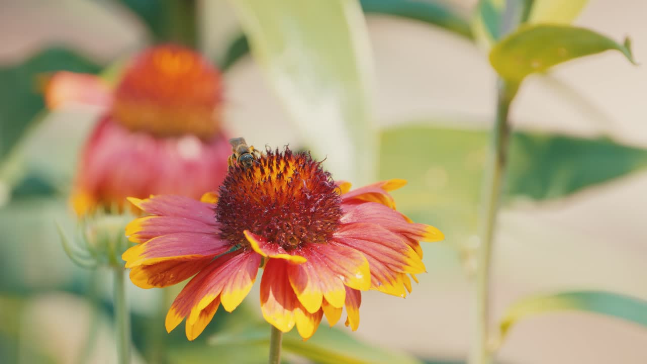 Bumblebee ballet on a cockade flower, a mesmerizing dance of nature's pollination in a vibrant garden