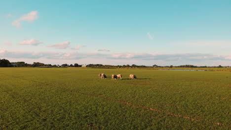 Un-Pequeño-Rebaño-De-Ovejas-Texel-Alimentándose-De-La-Hierba-Verde-Fresca-En-La-Granja-En-Utrecht,-Países-Bajos---Disparo-De-Drones-Hacia-Adelante