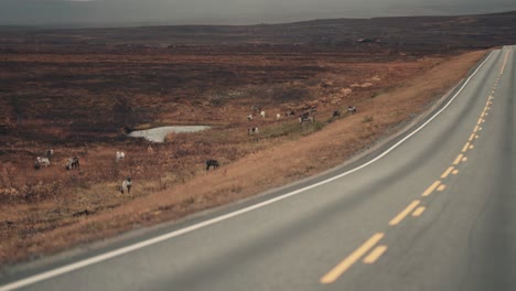 a herd of reindeer grazing in the stokkedalen valley close to the road