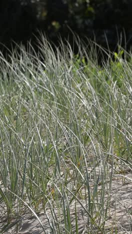 el viento sopla a través de un campo de hierba alta