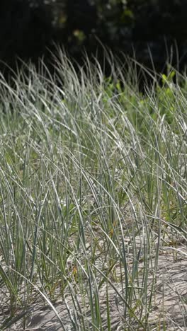 wind blowing through a field of tall grass