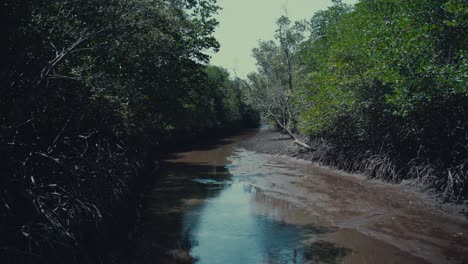 Fluss-In-Einem-Dichten-Mangrovenwald