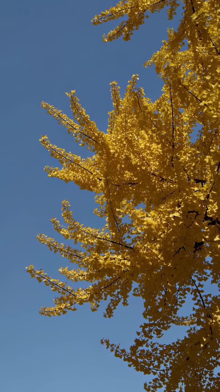 Upward angle captures vibrant yellow leaves against a clear blue sky, evoking a serene autumn vibe