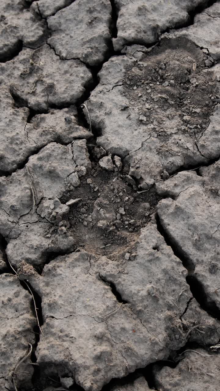La terra screpolata mostra un terreno secco e polveroso. Fessure profonde dividono il suolo. Piccole radici spuntano dalle crepe. Il paesaggio desertico appare aspro e vuoto. Stress ambientale.