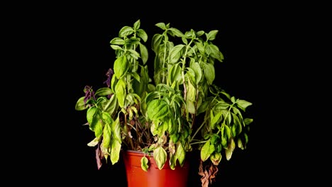 green basil plant dries out in plant in pot in front of black background