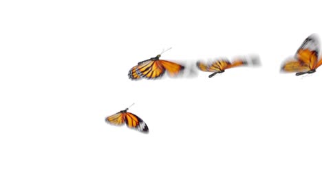 group of beautiful orange colored butterflies monarch (danaus plexippus) flying on white and green backgrounds close-up. seamless 3d animation with green screen alpha channel.