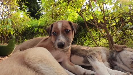 homeless puppies on the streets of the city.