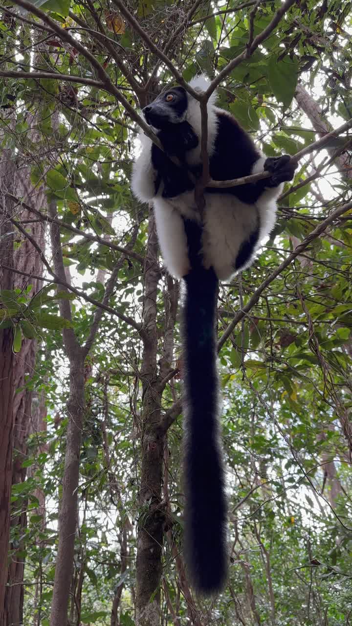 Lemure variegato bianco e nero (Varecia variegata) seduto su un albero e che si guarda intorno, Madagascar