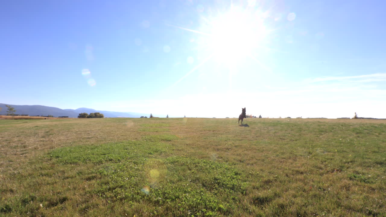 슬로우 모션 4k에서 공을 따라 달리는 개