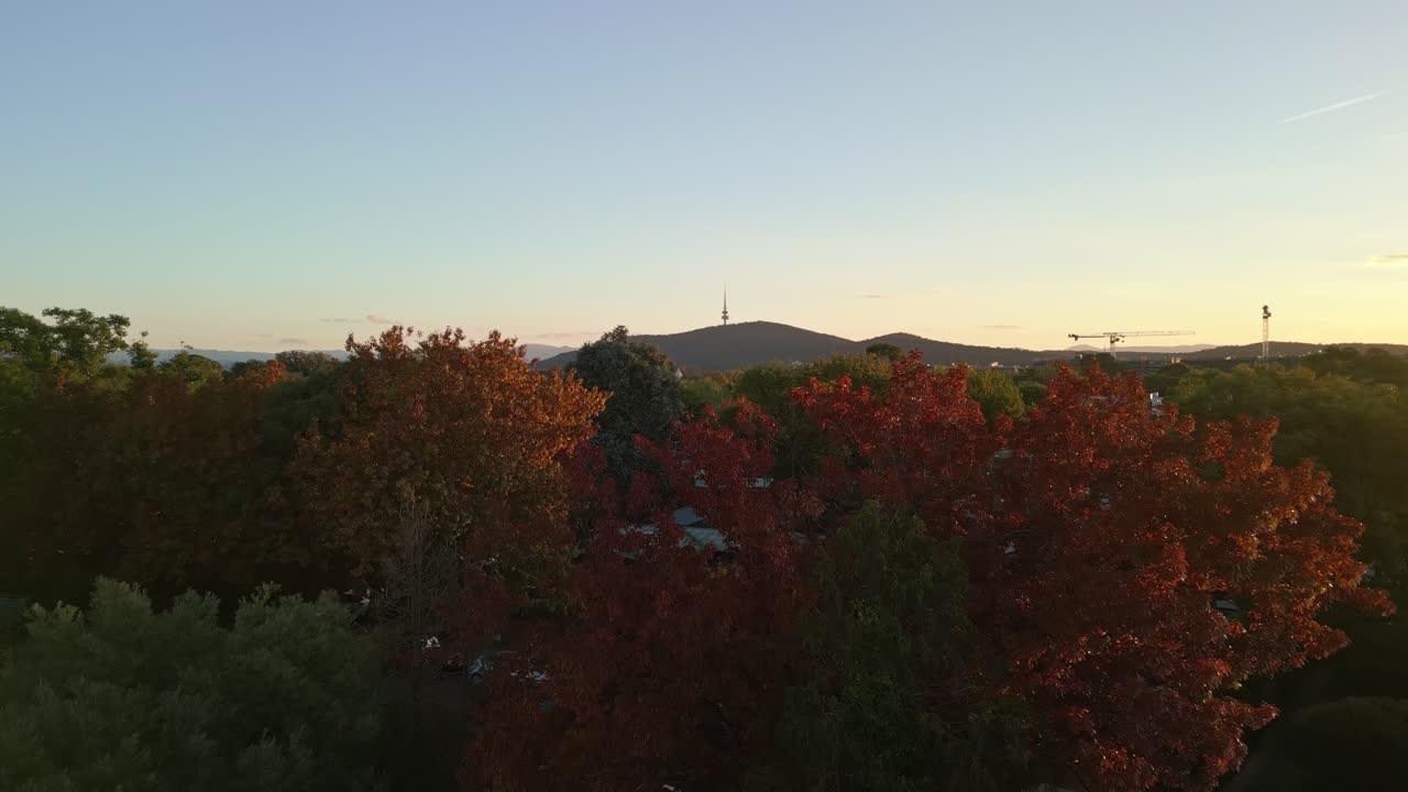 Drone flies low above bright autumn trees, with the iconic Canberra tower in the background under the golden hues of sunset.
