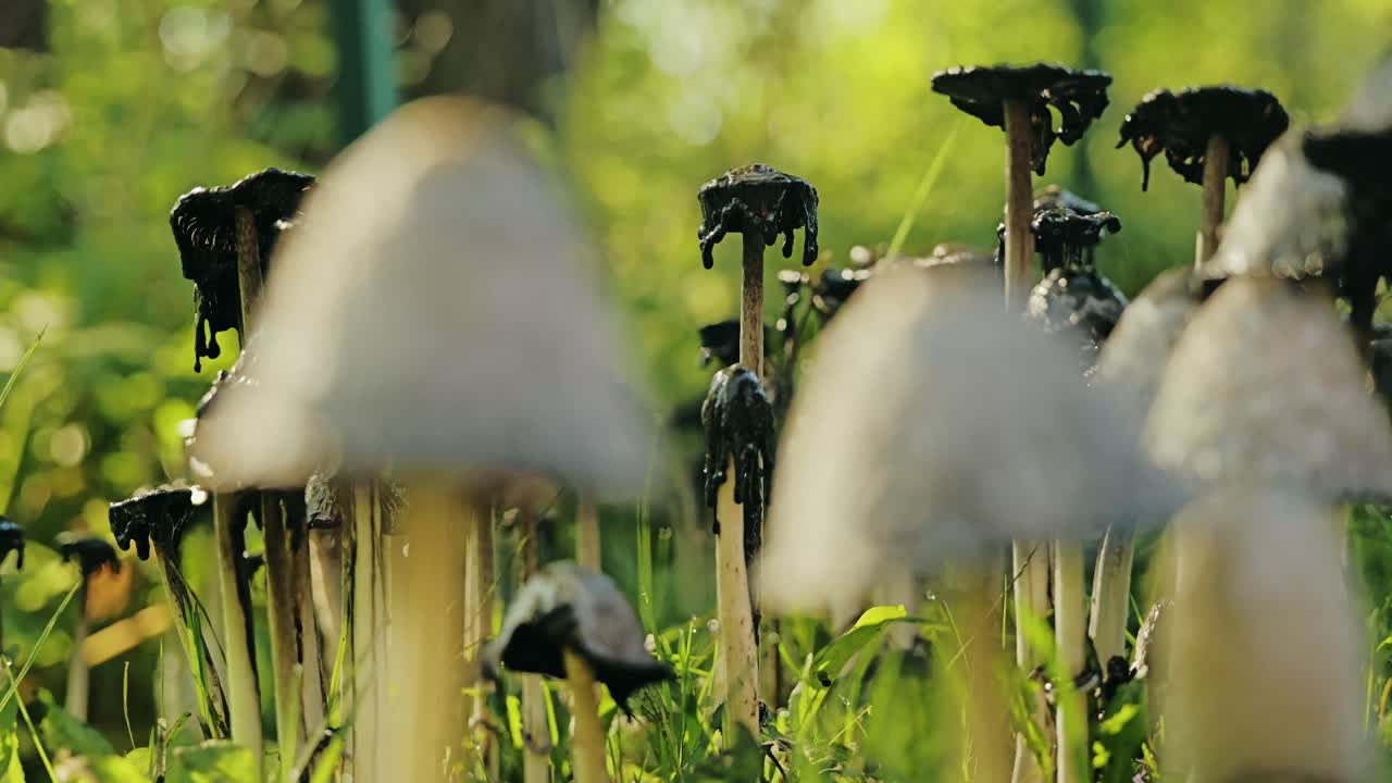 Close-up slow motion van inktzwammen die zachtjes buigen in de wind bij zonsopgang