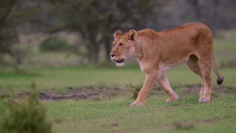 lioness prowling 06