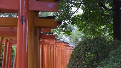 hermosas puertas torii japonesas rojas apretadas con árboles y hojas ondeando suavemente en el viento - vista bloqueada