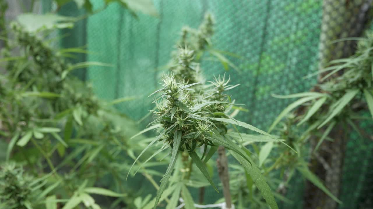 конопляное почковое растение