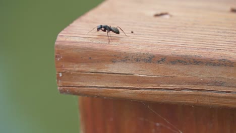 carpenter ant insect  climbing outdoors wooden balcony railing