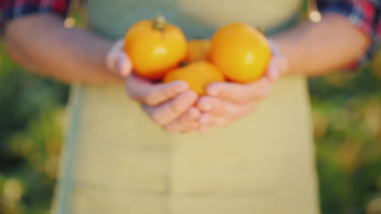 Mãos do Fazendeiro Exibem Alguns Tomates Amarelos Suculentos.