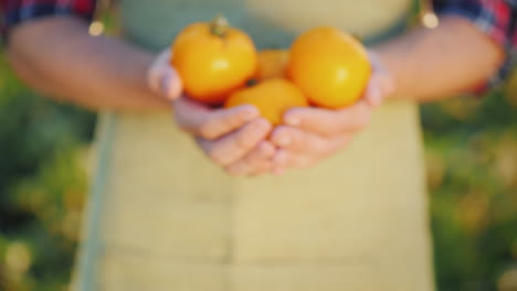 Las-Manos-Del-Granjero-Muestran-En-La-Cámara-Unos-Jugosos-Tomates-Amarillos.