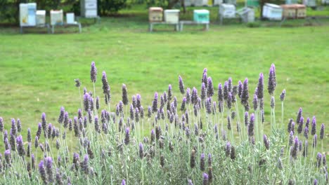 lavanda que sopla en el viento en el colmenar de abejas australianas