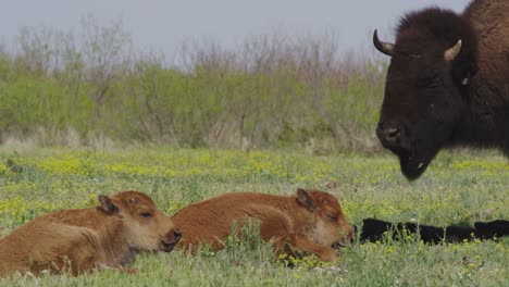 bison calves resting in a prairie
