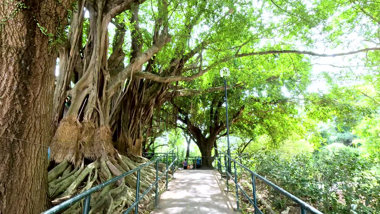 공원 에 있는 바나무 산책로