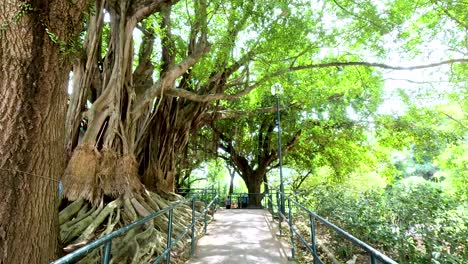 banyan trees walkway in a park