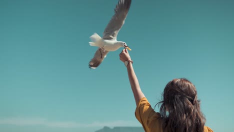 low angle view captures anonymous woman feeding seagulls at beach in iceland, with birds soaring above her against backdrop of clear blue sky, creating peaceful and lively scene